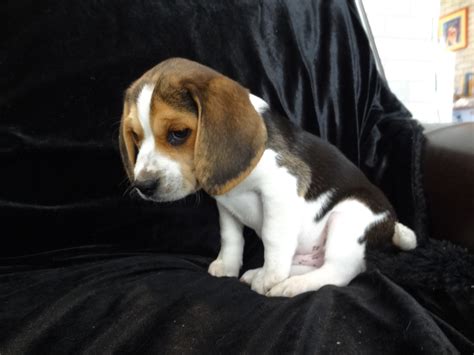 Macedonia, IL, United States. . Pocket beagle dogs for sale